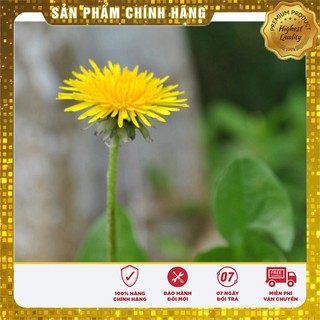 Hạt Giống Bồ Công Anh( 50 hạt)