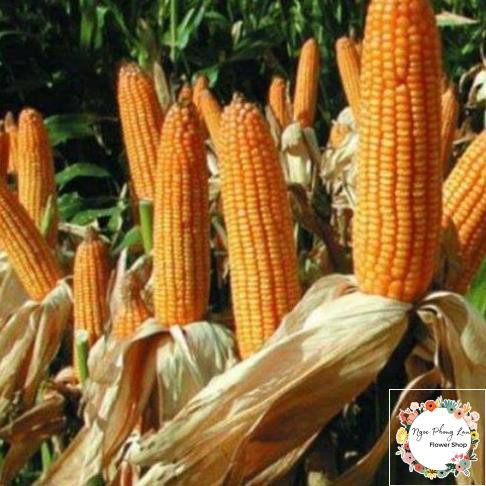 Giống Bắp Chăn Nuôi Bắp Ngô F1- Gói 100 Gram