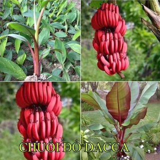 Cây giống chuối đỏ cấy mô siêu sớm
