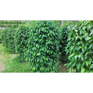 Cây 🌲 Tiêu lốp... đang trái