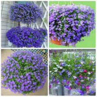 50 hạt giống cúc lobelia (thúy điệp)