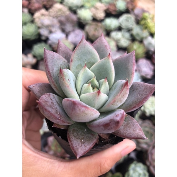 Sen Đá Mận Đỏ Size Bầu 5cm Hư 1 Đổi 1