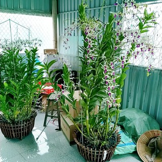 denro nắng bà liễu xưa
