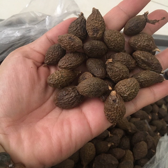 Hạt đười ươi