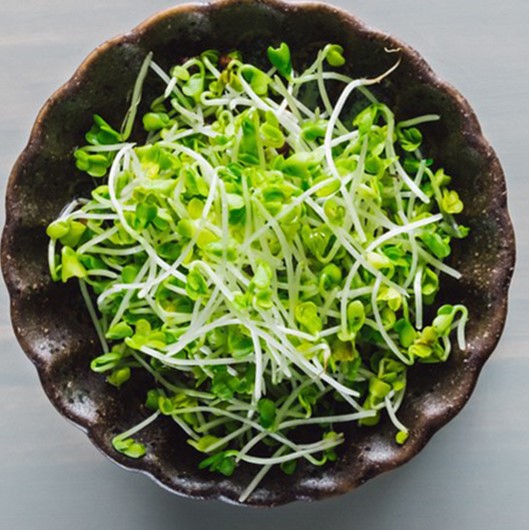 Hạt Giống Rau Mầm Bông Cải Xanh Italia Dễ Trồng, Rau Sạch, Giảm Tiểu Đường, Đẹp Da, Giúp Xương Chắc Khỏe