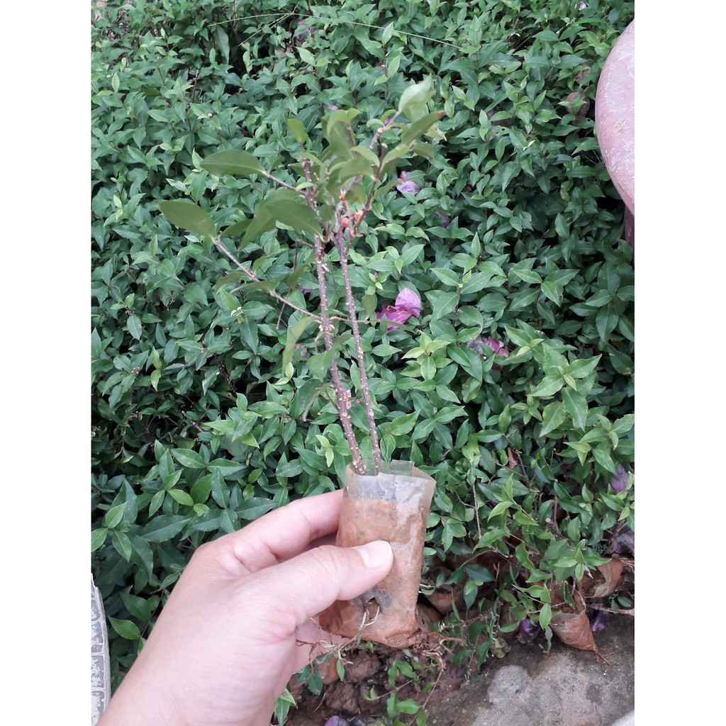 Hồng ngọc mai bonsai , cây giống gửi đi nguyên bầu
