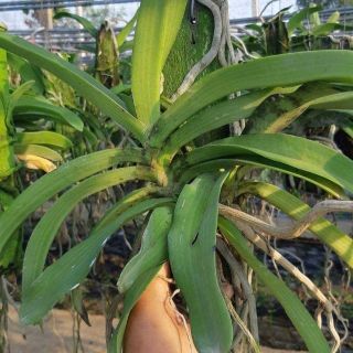 Ngọc điểm Thái lộn xộn màu bảng gỗ