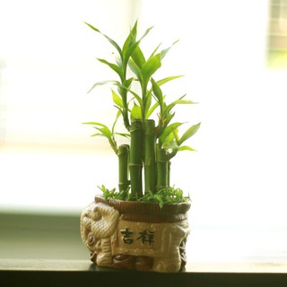 Cây phát tài, phát lộc cả chậu