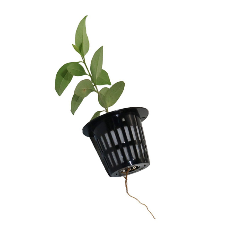 20 Giỏ Trồng Cây Thủy Canh Bằng Lưới