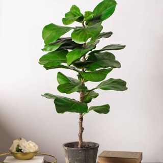 Cây bàng singapore- Trang trí sân vườn- Decor- Phong thuỷ- Cây hoa kiểng Đồng Tháp