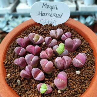Sen Mông ( Thạch Lan) ~1cm