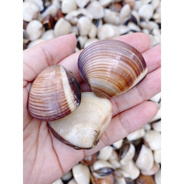 NGHÊU TƯƠI SÔNG SIZE TO ( Ảnh chụp thật )