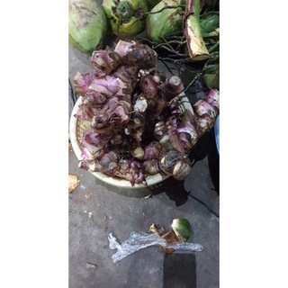 2kg củ dong riềng đỏ