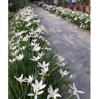 cây tóc tiên(huệ mưa)màu trắng