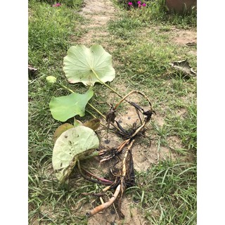 Hoa sen các loại bán củ