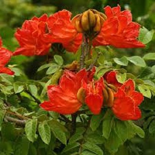 COMBO 2 BẦU CÂY GIỐNG CÂY PHƯỢNG LỬA ( PHƯỢNG HOÀNG ĐỎ)