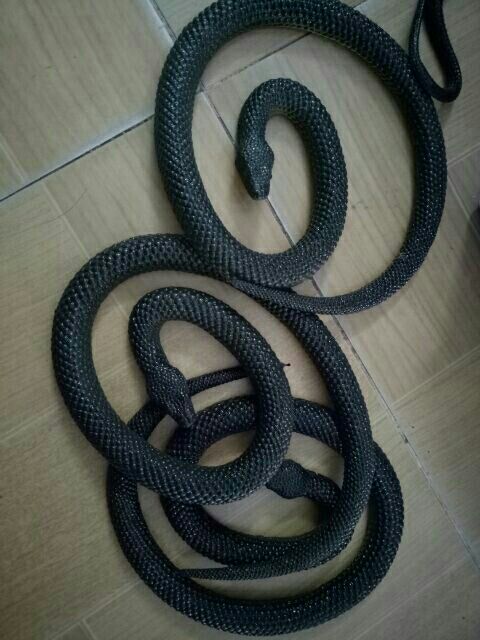 Đồ chơi Rắn giả bằng su 65cm