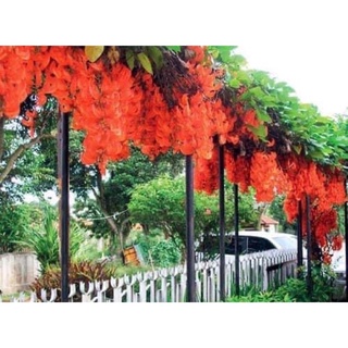 Cây hoa leo móng cọp(1 bầu)