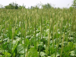 1kg mã đề khô