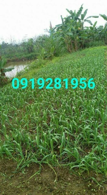 1kg tỏi cô đơn loại to đã nhặt sạch | BigBuy360 - bigbuy360.vn