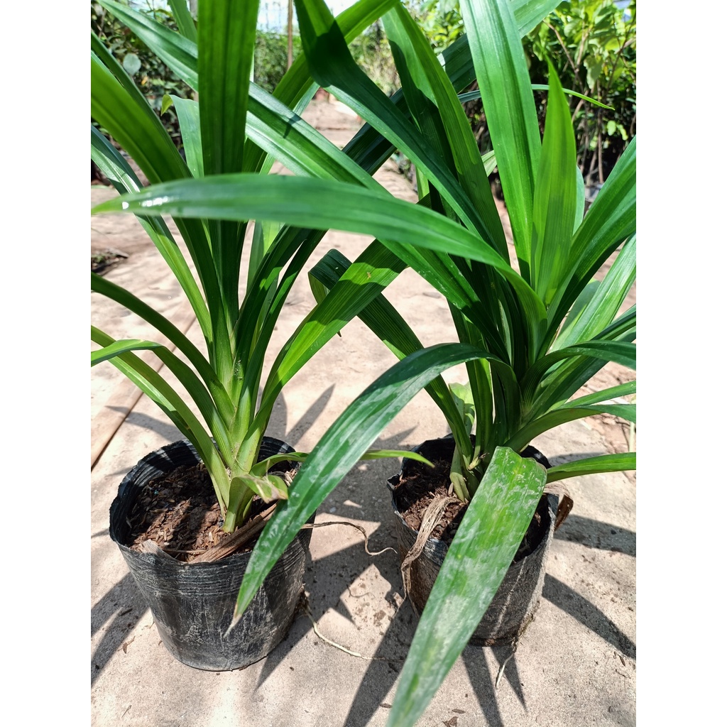 Cây giống lá nếp