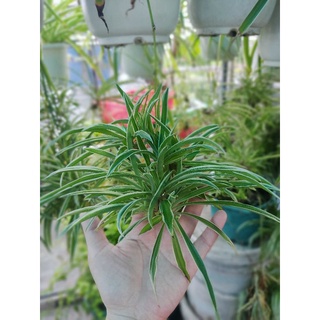 Combo Bầu Cây cỏ lan chi dây nhện mẫu tử cây con hoặc cây to decor nhà văn phòng
