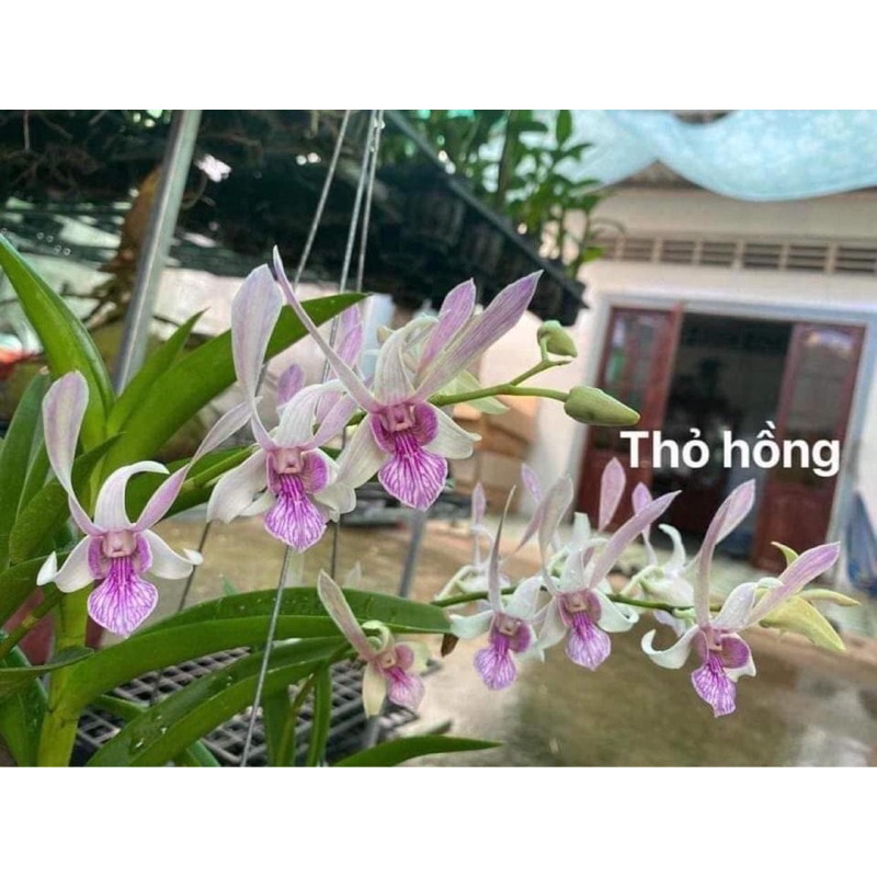 Cây hoa lan tím cô dâu, so nha