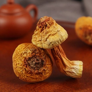 Nấm Tùng Nhung ( Nấm Thái Dương )