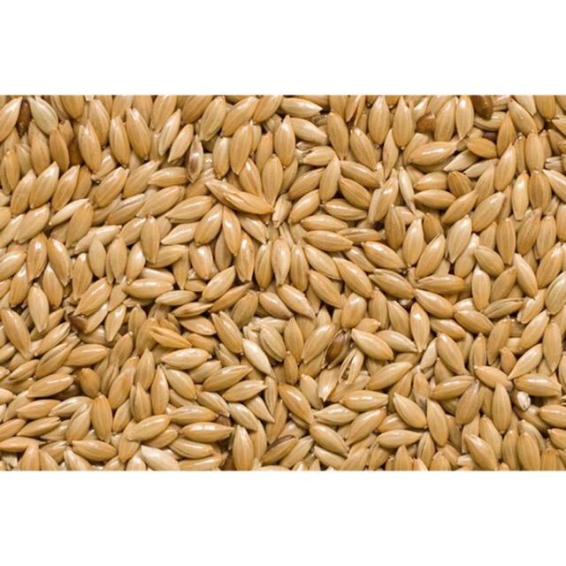 500Gr hạt láng dài cho Yến Hót • Chim Cảnh • Yến Phụng...