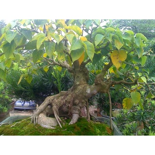 Hạt giống cây bồ đề ấn độ - 1 gói 1gram (TẶNG gói kích thích hạt nảy mầm)