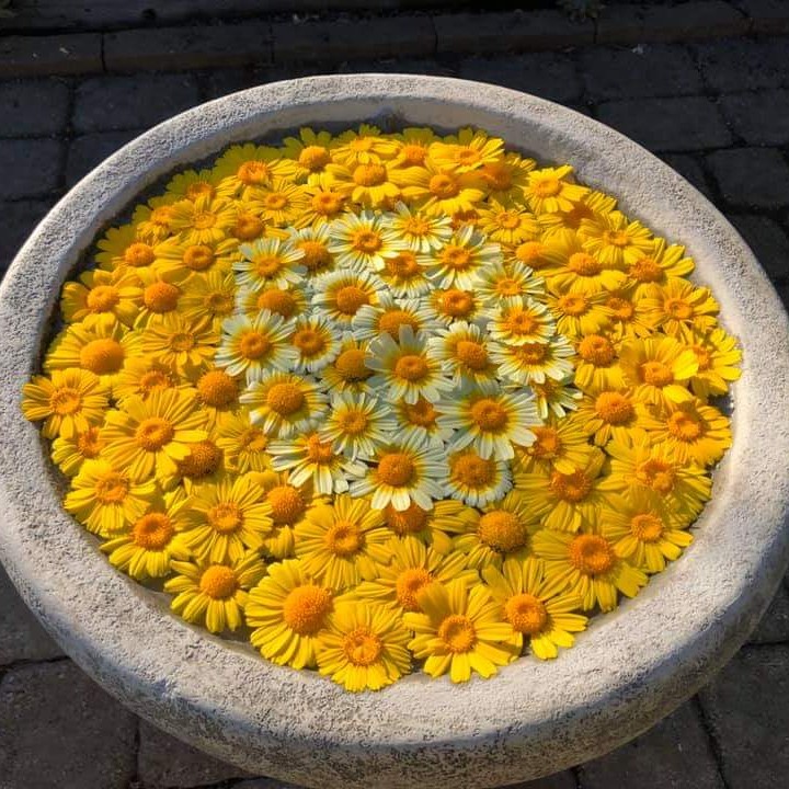 Hạt Giống Tần Ô Cúc Tẻ PN  - AN AN SAIGON