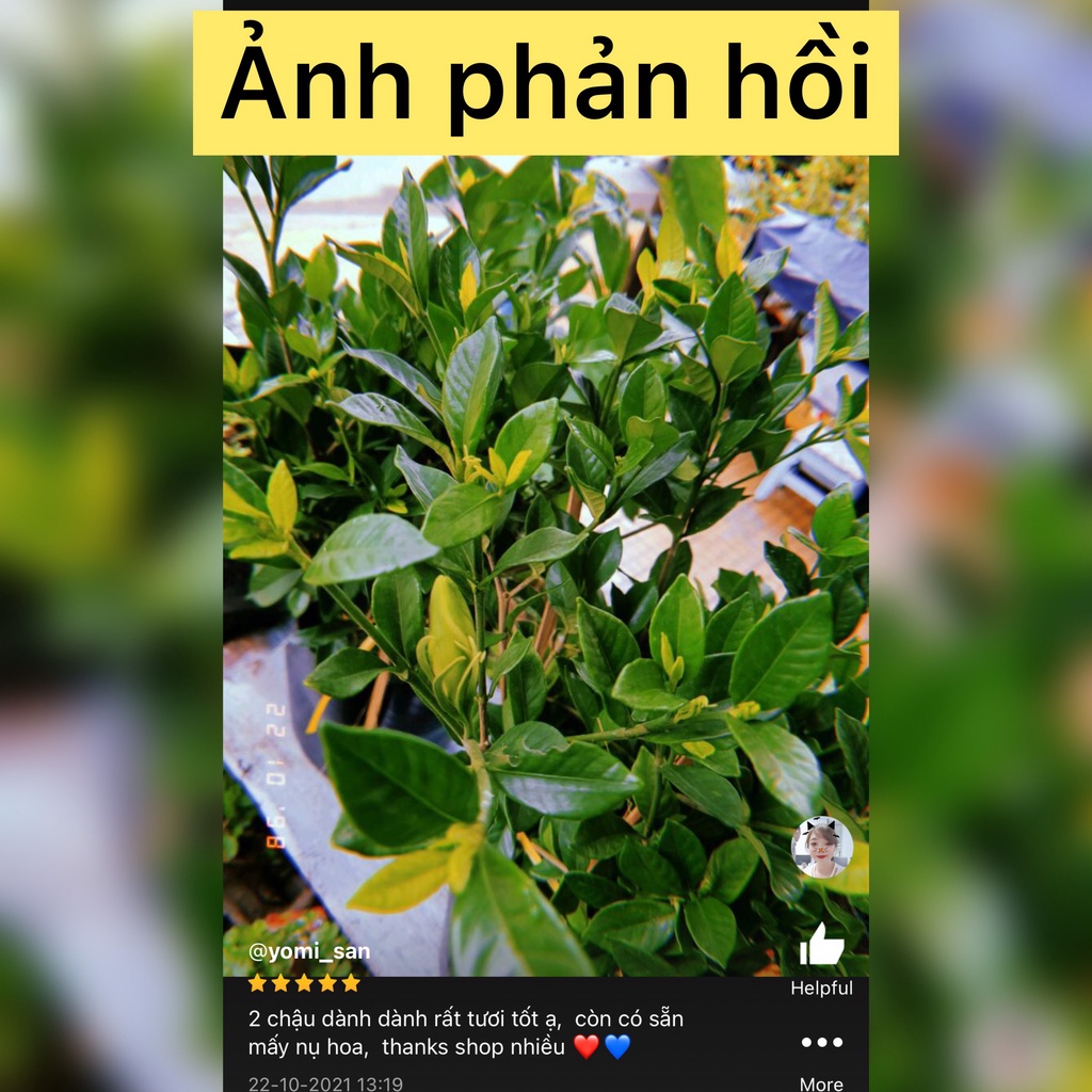 Caykiengsadec - cây hoa dành dành+ tặng phân bón-trang trí nội thất cảnh quan sân vườn ngoài trời - hoa kiểng lá