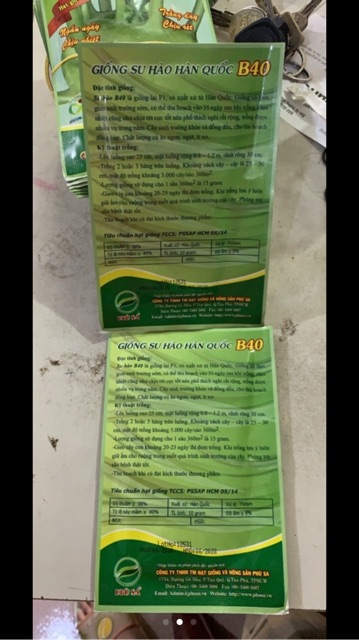 Hạt giống xu hào Hàn quốc B40