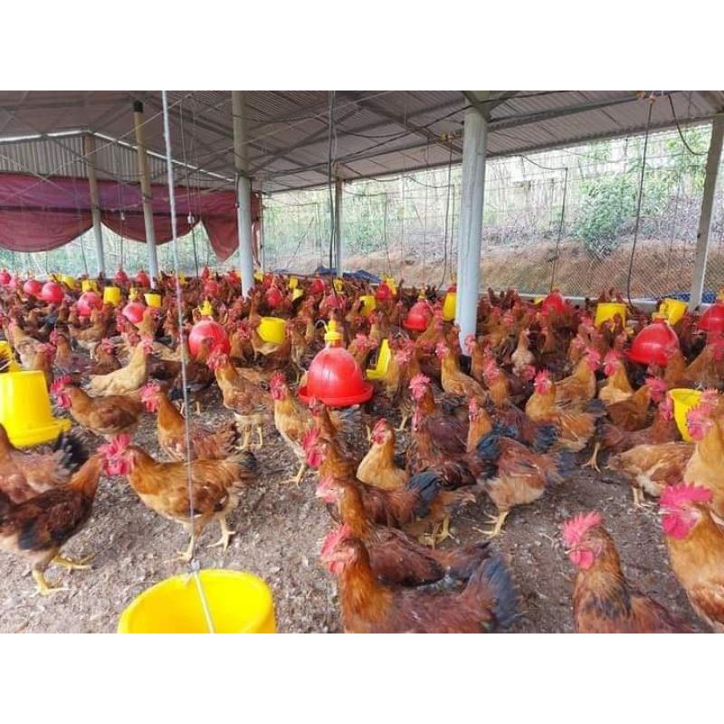 Máng chuông to cho gia cầm