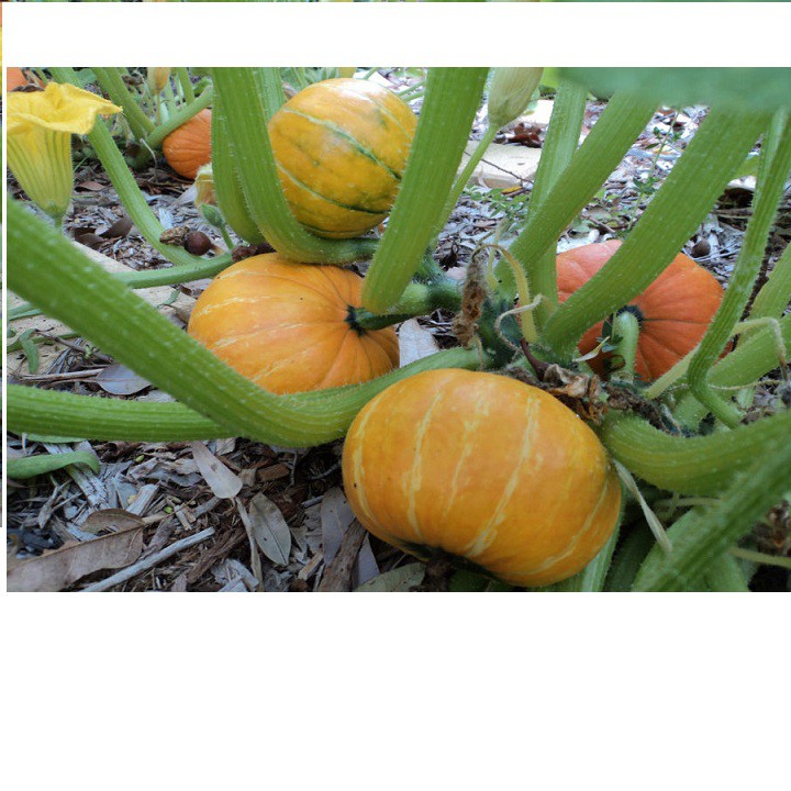 Hạt giống bí mini mix (pumkin)- bí ngô mini Mix nhiều màu gói 10 hạt xuất xứ Đức