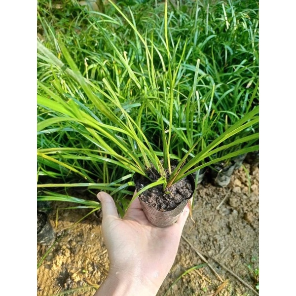 cây giá vị (thắng cố)