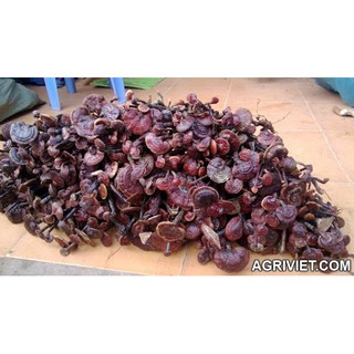 500gr nấm trúc chi rừng ( linh chi cổ cò )