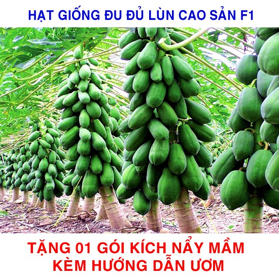 5 Hạt giống Đu đủ Lùn cao sản (Tặng gói kích mầm, hướng dẫn ươm)