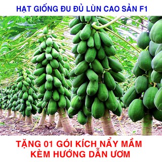 5 Hạt giống Đu đủ lùn Siêu trái   