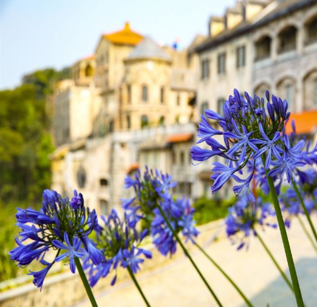 CỦ HOA THANH ANH ĐÀ LẠT