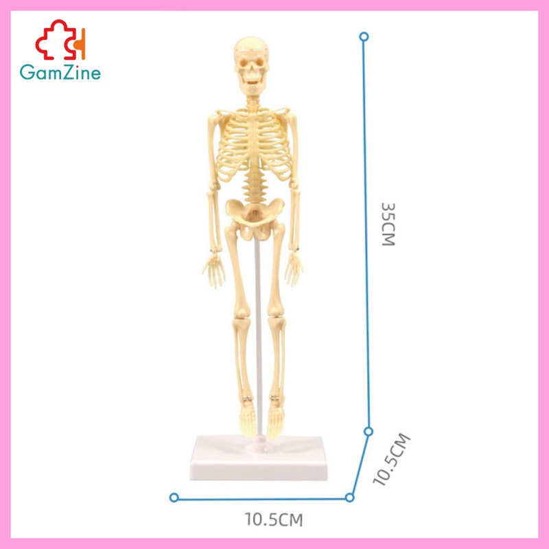 1 Bộ Xương Người Trưng Bày Mô Hình Giải Phẫu Học lzdxwcke2