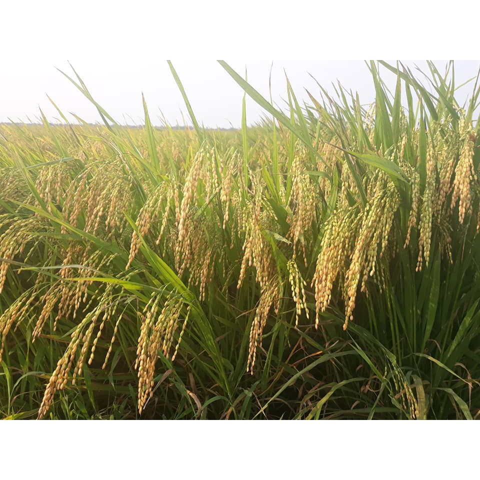 Gạo hữu cơ Quảng Trị_giống lúa ST24, Bao 5KG_dẻo, thơm, ngon không chất bảo quản, không chất hóa học, an toàn tuyệt đối