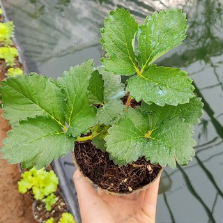 Cây dâu tây chịu nhiệt giống Hana, bạch tuyết, pháp chùm bầu ổn định