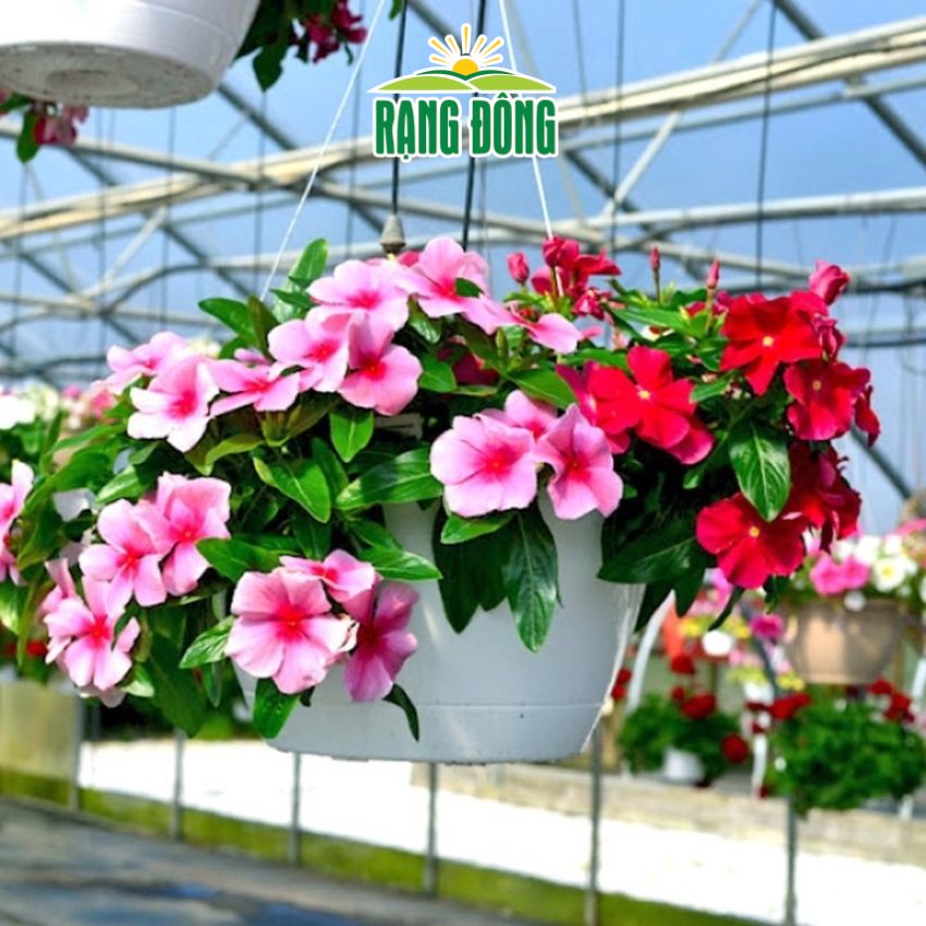 Hạt giống hoa dừa cạn lùn lai F1 nhiều màu đẹp chịu nhiệt 4 mùa tỉ lệ ban công nảy mầm cao 0,03g RADO 856