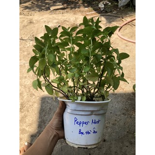 Chậu cây Bạc Hà Âu - Pepper Mint [Đã bật Hoả Tốc]