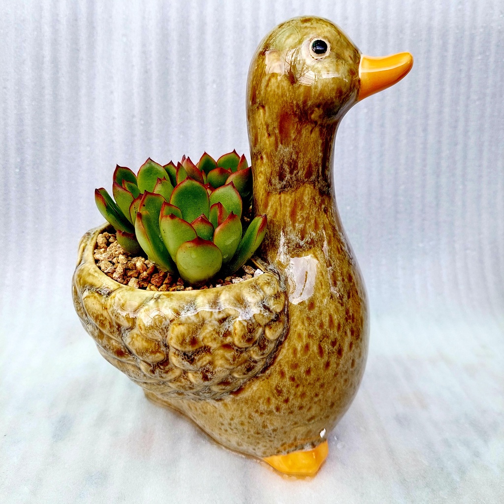 Chậu đất nung, Chậu sen đá - Vịt thiếu nhi, miệng chậu 8cm, chiều cao 9cm tới lưng, 20cm tới đầu