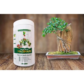 Dịch trùn quế cho hoa cây cảnh Masinari