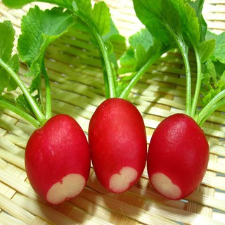 Hạt Giống Củ Cải Đỏ Mini