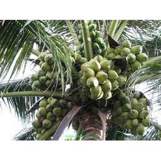 Cây Giống Dừa dứa
