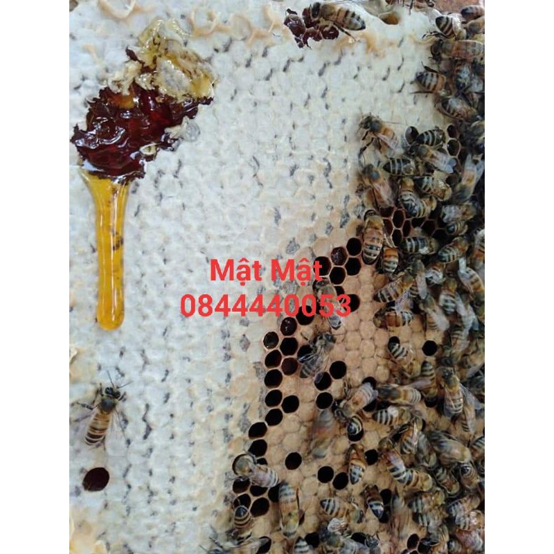 1 lít mật ong tràm Long An | BigBuy360 - bigbuy360.vn